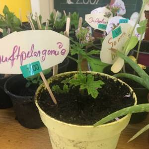 Pflanzenmarkt_23_1_original