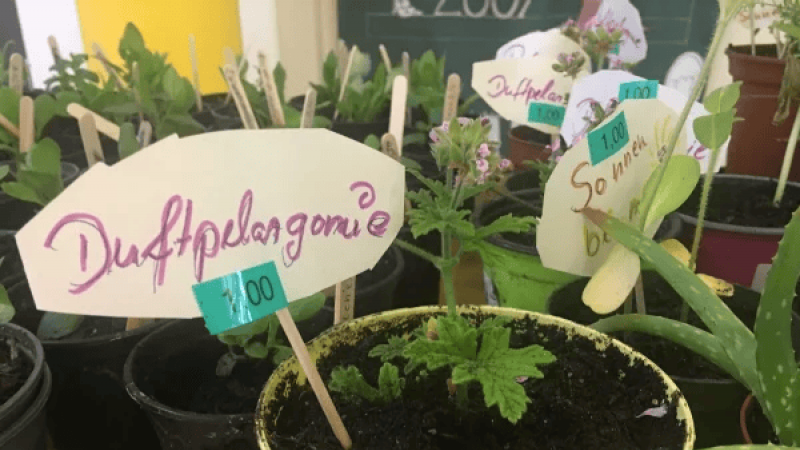 Pflanzenmarkt der 2. Klassen